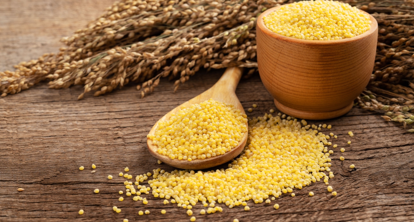 Foxtail Millet
